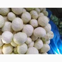 Продам капусту белокочанную