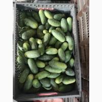 Продам огірок 2 сорт