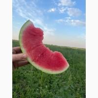 Продам кавун опт