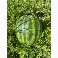 Продам кавун опт