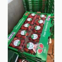 Клубника, Фортуна