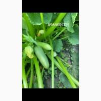 Кабачок Продам Молодий