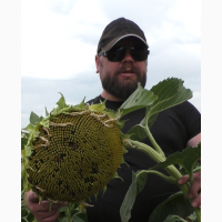 Насіння соняшника Флокс гранстар 50