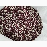 Продам якісну квасолю Ластівка