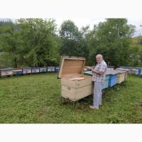 Бджолопакети (карпатка, Вучківський тип) з власної пасіки