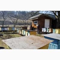 Продам бджолопакети карпатки