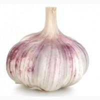 Голландський сорт Парадор