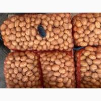 Продам насіннєву картоплю, сорт Арізона