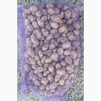 ФГ реалізує картоплю сорт Прада, калібр 40-50