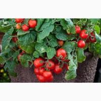 Томат кімнатний сортуПерлина(насіння)