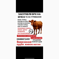 Куплю Врх та коні на мʼясо та тримання ДОРОГО