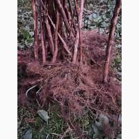 Саджанці високоврожайної малини ремонтантної