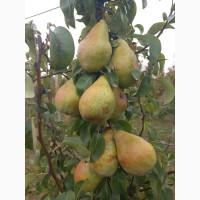 Продам грушу Ноябрська, смт. Бишів, Макарівський р-н, Київська обл
