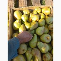 Продам грушу Ноябрська, смт. Бишів, Макарівський р-н, Київська обл