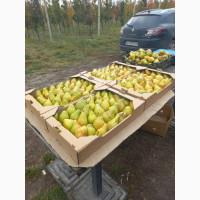 Продам грушу Ноябрська, смт. Бишів, Макарівський р-н, Київська обл
