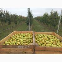 Продам грушу Ноябрська, смт. Бишів, Макарівський р-н, Київська обл