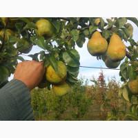 Продам грушу Ноябрська, смт. Бишів, Макарівський р-н, Київська обл