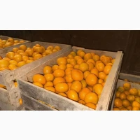 Продам мадарин оптом