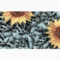 Закупаємо соняшник