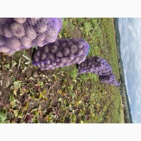 Продам столовий буряк Зеппо