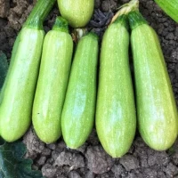 Продаємо оптом свіжий кабачок сорту (Марсела)
