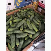Продам Рівненський огірок