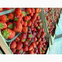 Продам полуницю