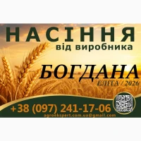 Насіння / озима м#039;яка пшениця / БОГДАНА від виробника (еліта)