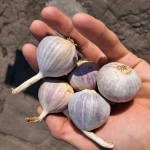 Продам однозубку Сорт Любаша