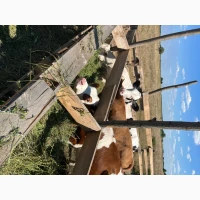 Продам теличок