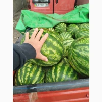 Продам кавун Полтавська обл Хорол