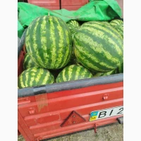 Продам кавун Полтавська обл Хорол