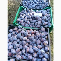 Продам сливу Стенлей