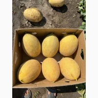 Продам диню мазін