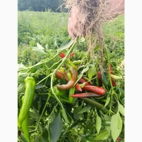 Продам гострий перець