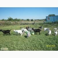 Продам коз и козлят с собственной фермы