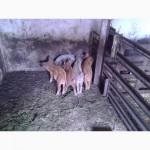 Продаю поросят породи Мангал
