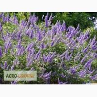 Продам семена иссопа лекарственного