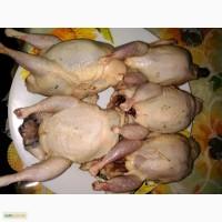 Мясо перепілки