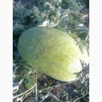 Продам арбуз оптом с поля в черниговской обл