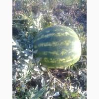 Продам арбуз оптом с поля в черниговской обл