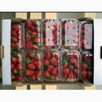 Продам Клубника Сорт Альбион Оптом И Розницу