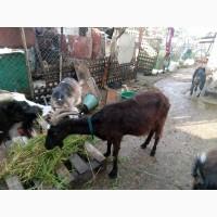 Продам дойных козочек, козлят, козликов