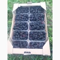 Продам ягоды ежевики. НЕДОРОГО