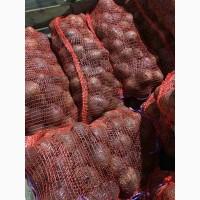 Продам свеклу