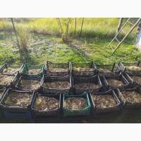 Продажа улитки Helix Aspersa Müller и Maxima, маточное стадо