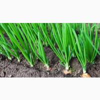 Шукаю оптовиків на лук перо