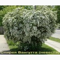 Спирея Дугласа декоративный кустарник