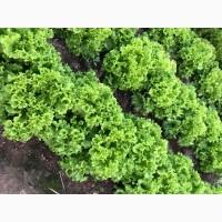 Продам свіжий ранній салат