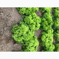 Продам свіжий ранній салат